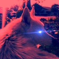 Haunt Fox (@haunt_fox) 's Twitter Profile