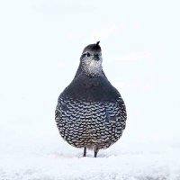 soup (@katsudonsoup) 's Twitter Profile Photo