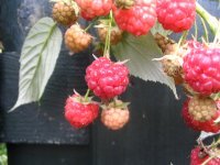 moestuintips's profile picture. 