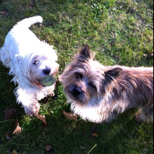 Radioamateur - DMR, C4FM Fusion & D-STAR user - I like Texas and Country Music - My pets : Westies