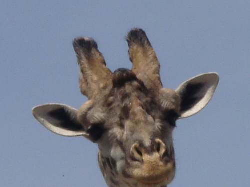 stefprato's profile picture. Managing Director, Society for International Development (SID)