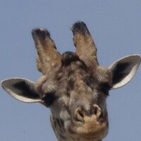 Stefano Prato (@stefprato) 's Twitter Profile