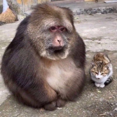 entaootimo's profile picture. 