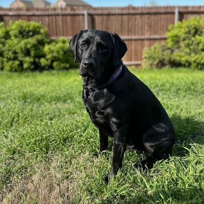 Schwanke35's profile picture. 