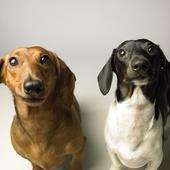 Full of useless https://t.co/x3pjIb7DjQ dogs think I'm funny. Joe's, Bub City, Joe's Live.Windy City Smokeout.Carol's.Lone Star Smokeout. TheRave