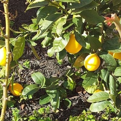 supame12's profile picture. Adding a profile so X will stop thinking I'm a bot.
Grower of lemons