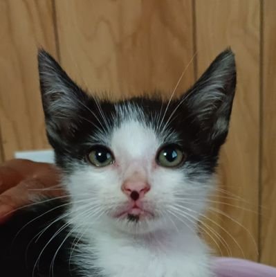 HRaiser79018's profile picture. here to bring hell 

❤️  $PLS , $PDAI ❤️