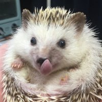 aki.ts🦔 (@hedgehogpython) 's Twitter Profile Photo aki.ts🦔 (@hedgehogpython) 's Twitter Profile Photo