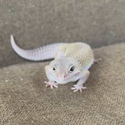 レオパ×4.クレス×4.ニホンヤモリ×5.アズマヒキガエル×3.ミヤコヒキガエル×2.フライシュマンアマガエルモドキ×2.アカハライモリ×8.ニホントカゲ×1.オオクワガタ×2.カブトムシ×5 飼育してます🦎🐸🪲 無言フォロー失礼します⚠️