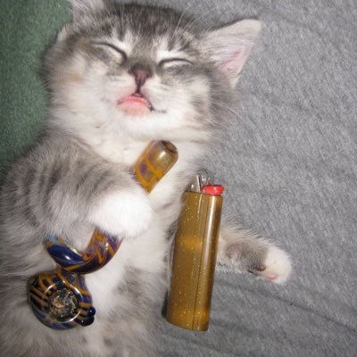 AkyraXd0s3d's profile picture. 