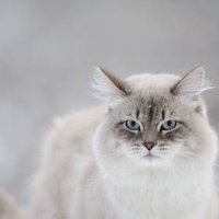 nk (@siberian_robo) 's Twitter Profile