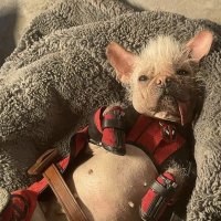 Ｄｏｇｐｏｏｌ (@redkillerpool) 's Twitter Profile