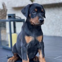 Allenflash (@allenflash_) 's Twitter Profile