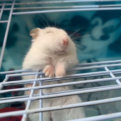 dennoukoi's profile picture. 長距離ランナーによる練習日誌 -----------社会人PB-3000sc 9'24 -5000m -14'55-フル2時32分(失格)-----仲良く(優しく)してくれよな。