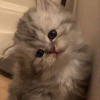 Shrouq (@ilvxce) Twitter profile photo