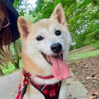 ねいろ Kabosu CTO (@neirosolcto_eth) 's Twitter Profile