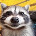 Vieux Racoon (@north_star97) Twitter profile photo Vieux Racoon (@north_star97) Twitter profile photo
