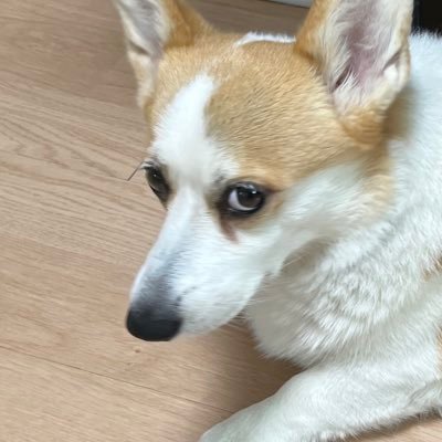 wan2land's profile picture. 마나부 개발자 / 그 회사 개발자 / 덕업일치 / 🐶+👩🏻💻+🧑🏻💻