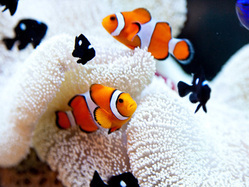 ssb_lime's profile picture. 日本最大級アクアリウムダイニング！1万匹の熱帯魚たちが皆様をお迎えします。
フェイスブック⇒http://t.co/lASAZg2Ft3
ぐるなび⇒http://t.co/qYE9Ub5gOg
ホットペッパ⇒http://t.co/boEHgfGqsR
ぐるなびＷＤ⇒http://t.co/gYEih3xYlJ