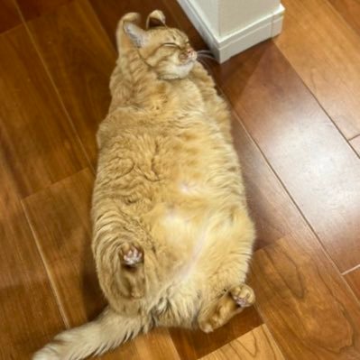 Nao09475369275's profile picture. 出張族です