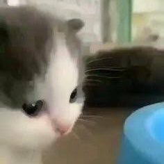 nyan26683's profile picture. 学生/ ESTP 💍/🚗🍜