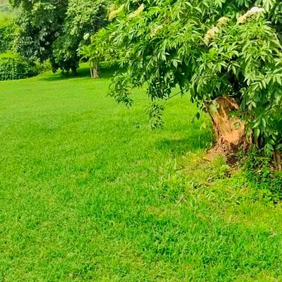 GachuhiKangara's profile picture. 