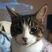 Blind Cat Crypto (@blindcatcrypto) 's Twitter Profile