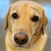Yellowlabcapital (@yellowlabcap) Twitter profile photo Yellowlabcapital (@yellowlabcap) Twitter profile photo