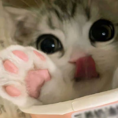 QiSi_Cat74m's profile picture. 买的号