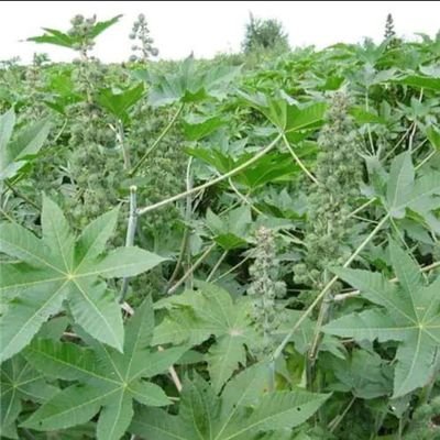 PrincessRuthEm1's profile picture. 