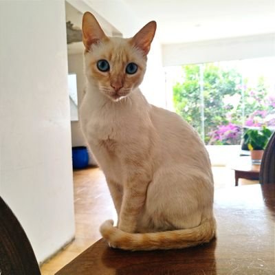 gianmarcopass's profile picture.