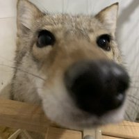 Gabbes Nabbes (@gabbesnabbes) 's Twitter Profile Photo