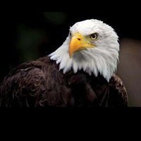 Isoweh (@isowehthechef) 's Twitter Profile