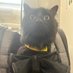 PatNickyTheCat (@patnickythecat) Twitter profile photo PatNickyTheCat (@patnickythecat) Twitter profile photo