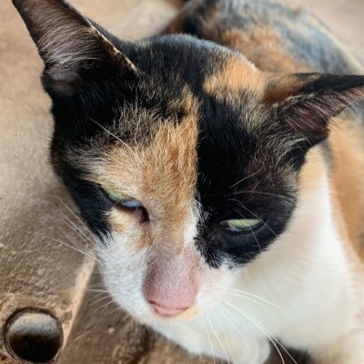 NTHpayur's profile picture. 