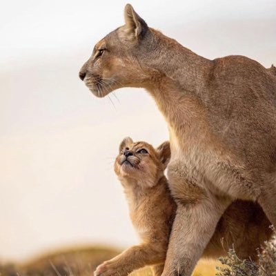 r90062's profile picture. الله يجعل شايبي في الجنه ويطول في عمر  حلوة اللبن 🫀