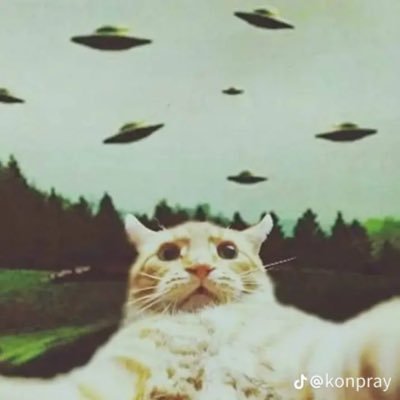 Ace_Adams_'s profile picture. I like basketball and cheese curds and poning the libs Probouns: none