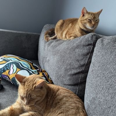 Gandcats's profile picture. Ireland. Football, movies, music and anything Marvel. NFL - How bout those Chiefs. Also - Heineken for life.🍺