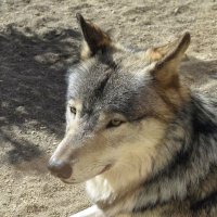 龍二🐺 (@nayuki_app) 's Twitter Profile Photo