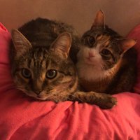Slmsavoy (@smears5) 's Twitter Profile