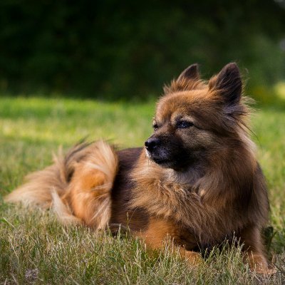 Your dogs happiness is our top priority!! Let us help you find the perfect products for your furry companion!!!!
