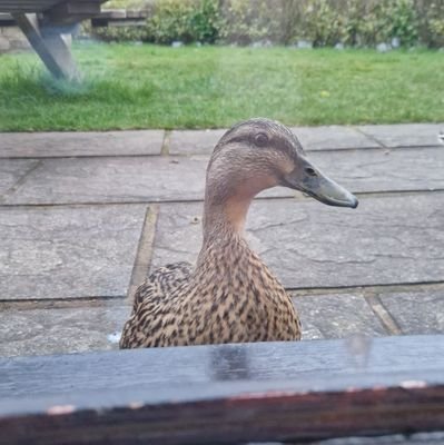 PND_Tech's profile picture. Tech/ML. Mum of 2. Postnatal Depression. 💪👩‍💻 #mumlife #mentalhealth #postnataldepression