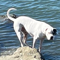 Blu Hill Red (@bluhill20) 's Twitter Profile