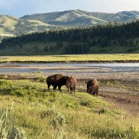 Umesh Karandikar (@uck_puma) 's Twitter Profile