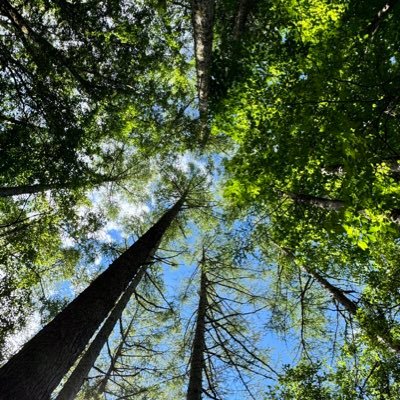 shinya_singer's profile picture. Worldly individual, movie creator