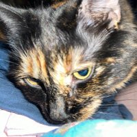 Meredith Sperling-Jeffers (@silverwolf696) 's Twitter Profile