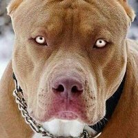 Truther Roast (@trutherroast) 's Twitter Profile Photo