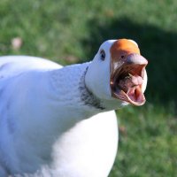 GreasyGoose (@goose_grea46401) 's Twitter Profile
