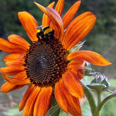 traceydugger1's profile picture. 