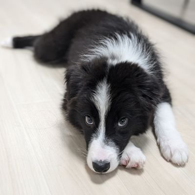 2024/6/22から我が家の家族になったりりーちゃんについて垂れ流す親ばかアカウントです🐶🤣4月24日うまれの女の子🙋♀️大きい犬が大好き!もちろんちっちゃいのも!YouTube👉https://t.co/L7kAKHYRsw